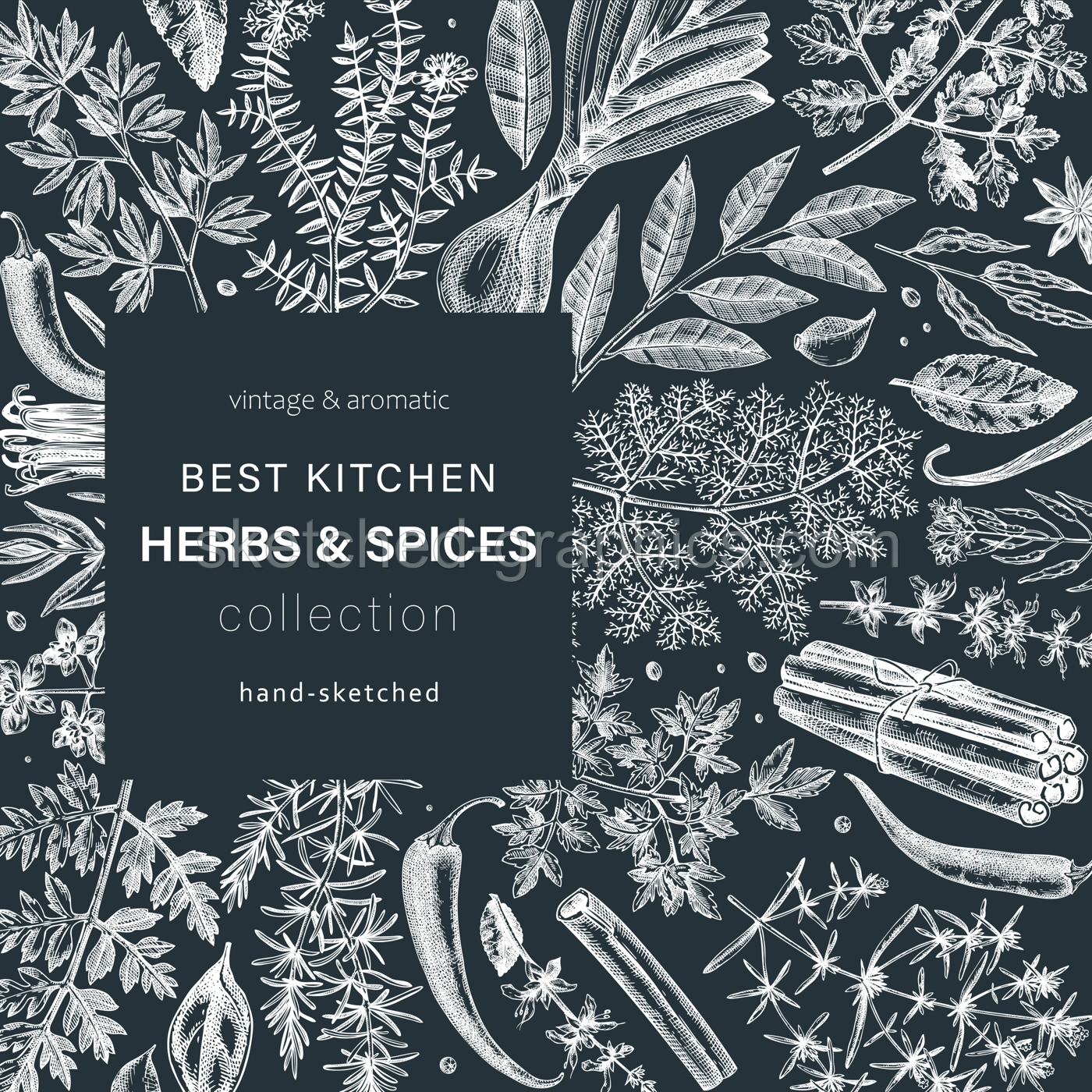 Hand-drawn herbs and spices vector design. Hand-sketched food square card. Vintage aromatic plants hand-drawing. Kitchen herbs and spice frame template on chalkboard for menu or banners Illustration